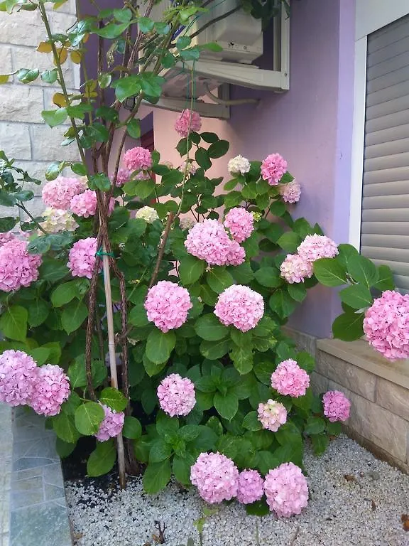 ApartHotel Viola Pjescana Uvala 4*,  Croazia